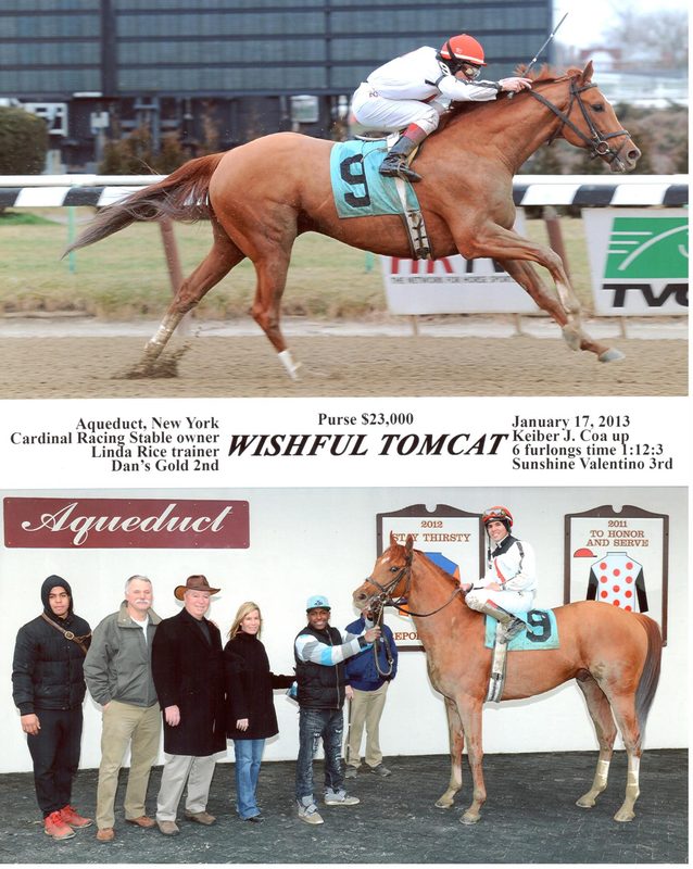 Wishful Tomcat — 1/17/13