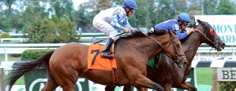 Frazil Wins at Belmont Park on September 27, 2013