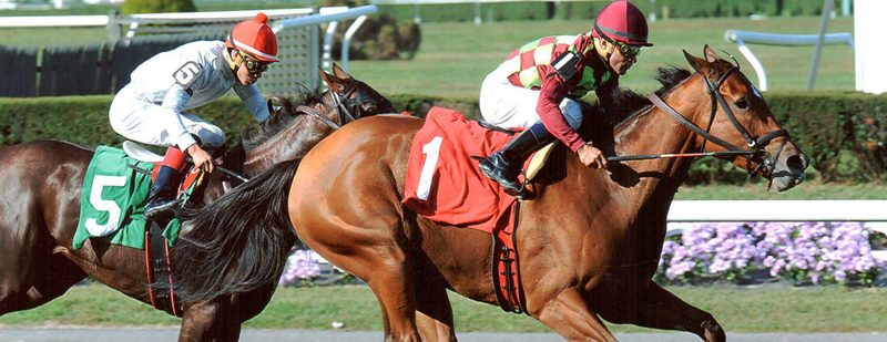 Ave’s Halo Wins at Belmont Park on October 2, 2013