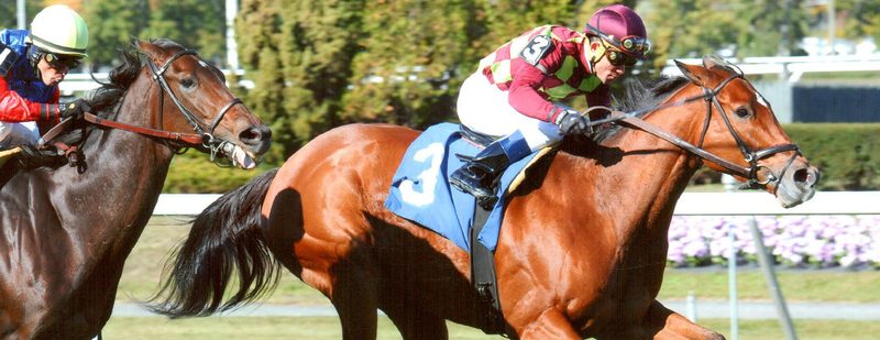 Ave’s Halo Wins at Belmont Park on October 26, 2013