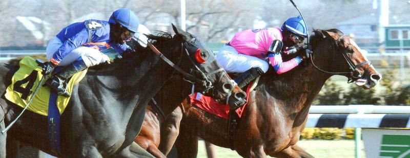 Erik The Red Wins at Aqueduct on January 19, 2014