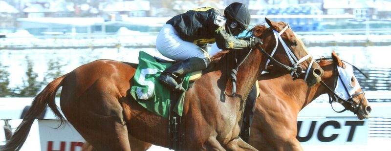 Bella The Bandit Wins at Aqueduct on February 10, 2014