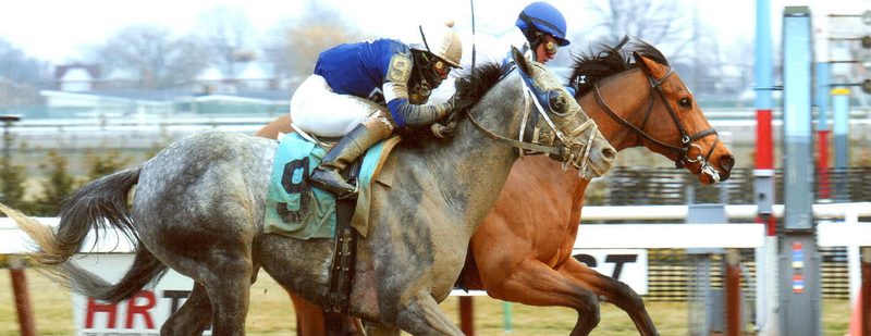 Frazil Wins at Aqueduct on January 18, 2014