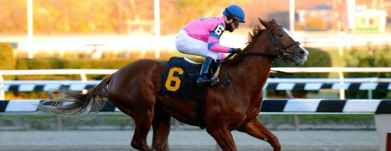 Hot City Girl Wins at Aqueduct on November 15, 2014