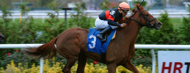 Queen Corey Wins at Aqueduct on October 31, 2014