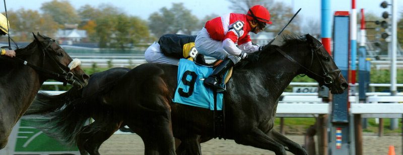 Scat Away Wins at Aqueduct on November 9, 2014