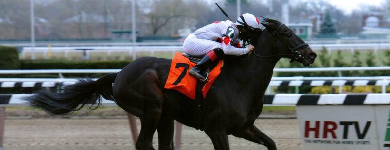 Hidden Warrior Wins at Aqueduct on November 30, 2014