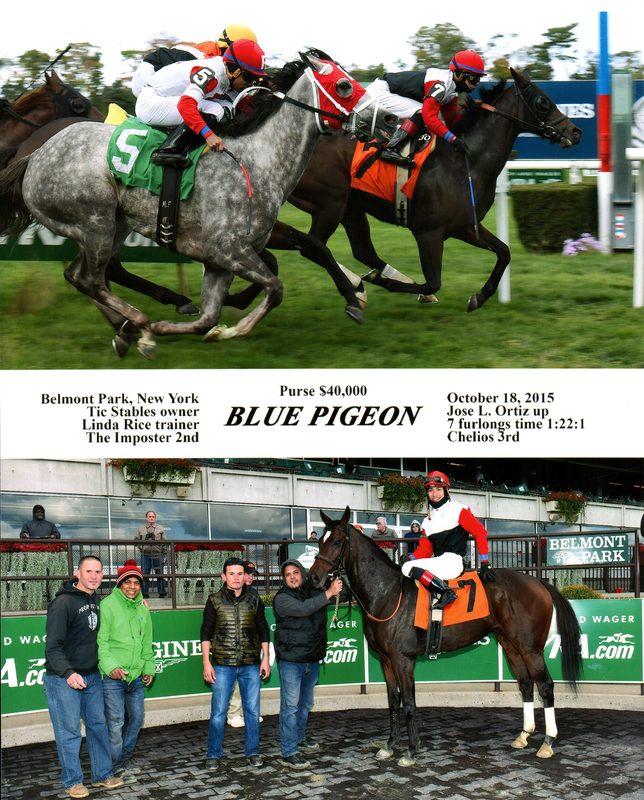 Blue Pigeon — 10/18/15