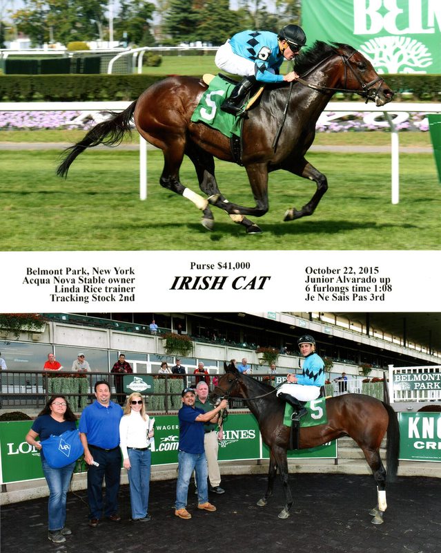 Irish Cat — 10/22/15