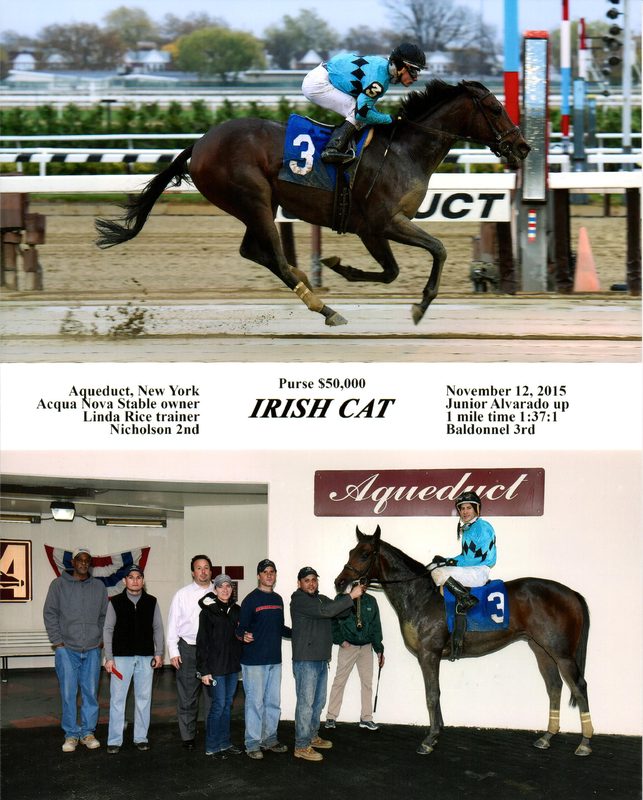Irish Cat — 11/12/15