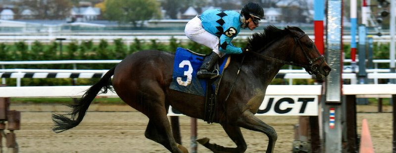 Irish Cat Wins at Aqueduct on November 12, 2015