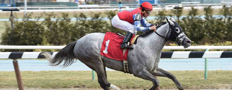 Army Brat Wins at Aqueduct on March 11, 2016