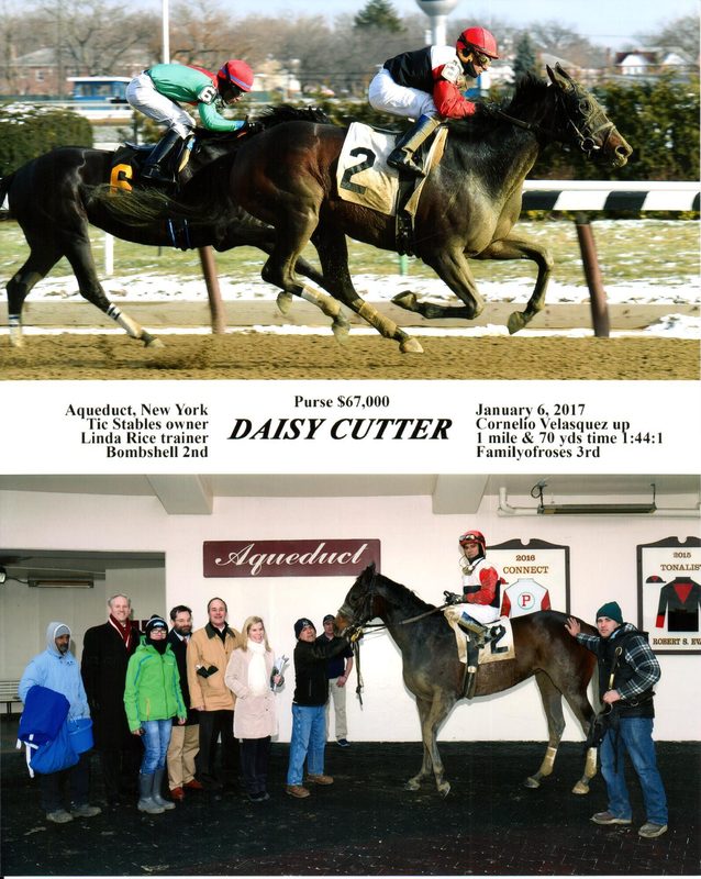 Daisy Cutter — 1/6/17