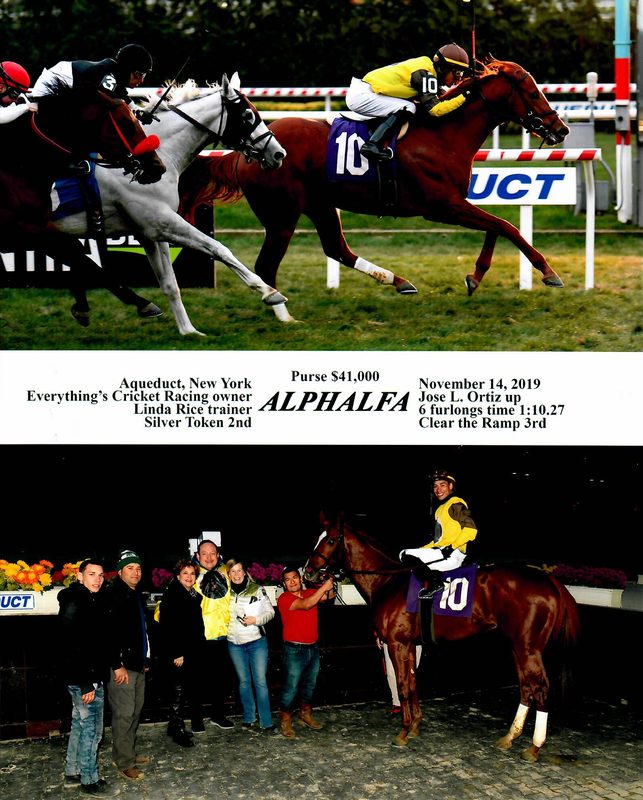 Alphalfa — 11/14/19